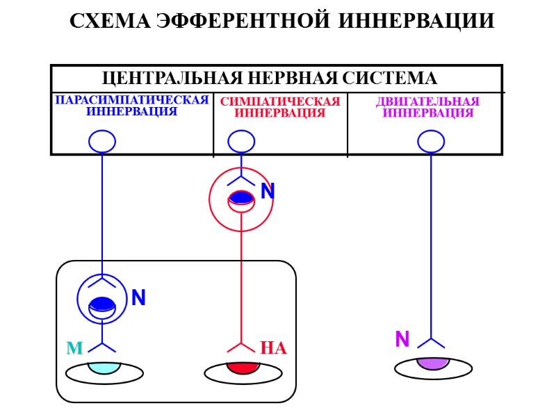 СХЕМА ЭФФЕРЕНТНОЙ ИННЕРВАЦИИ ЦЕНТРАЛЬНАЯ НЕРВНАЯ СИСТЕМА ПАРАСИМПАТИЧЕСКАЯ ИННЕРВАЦИЯ СИМПАТИЧЕСКАЯ ИННЕРВАЦИЯ ДВИГАТЕЛЬНАЯ ИННЕРВАЦИЯ НА М